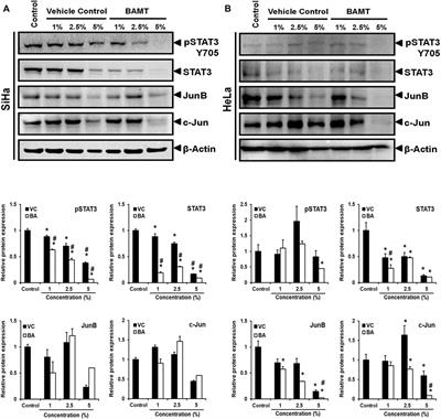 Targeting Aberrant Expression of STAT3 and AP-1 Oncogenic Transcription Factors and HPV Oncoproteins in Cervical Cancer by Berberis aquifolium